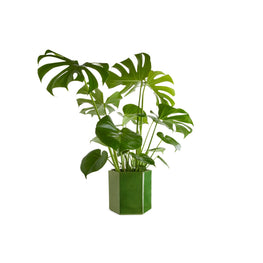 헥사곤 팟 22cm