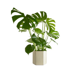 헥사곤 팟 22cm